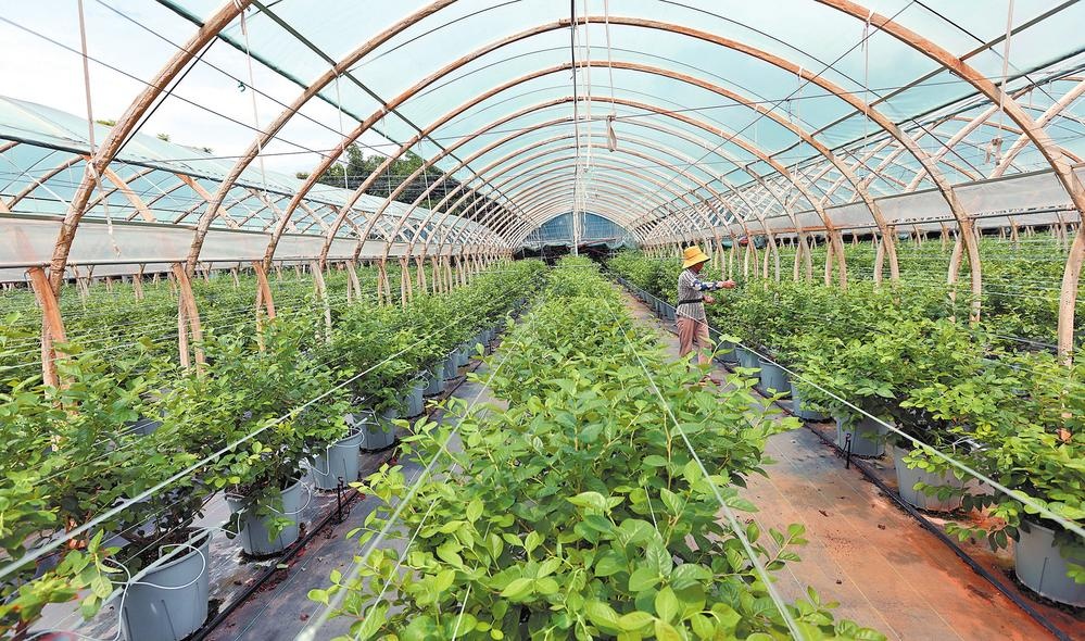 江苏盐城蓝莓智慧种植园